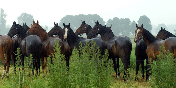 Jährlingshengste in Schäplitz - Foto: Beate Langels