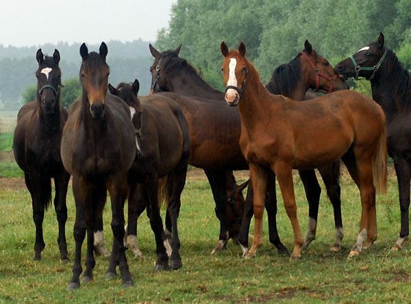 6 Tage alt: Gruppe der Jährlngsstuten - Foto: Beate Langels, Gestüt Hämelschenburg