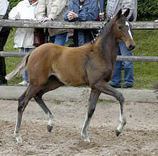 Filly by Summertime - Kostolany