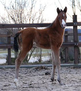 8 days old: Trakehner Filly by Alter Fritz out of Schwalbenfee by Freudenfest - Foto: Beate Langels