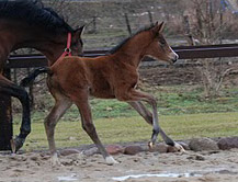 Trakehner Stutfohlen von Alter Fritz u.d. Schwalbenfee v. Freudenfest