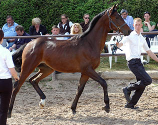 Trakehner Jhrlingshengst v. Summertime u.d. Pr.St. Schwalbenspiel v. Exclusiv, Zchter: Gestt Hmelschenburg