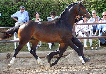 2jhriger Hengst v. Alter Fritz u.d. Pr.St. Guendalina v. Red Patrick xx, Foto: Beate Langels