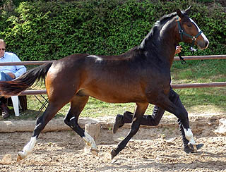 Zweijhrigerhengst v. Alter Fritz u.d. Pr.St. Guendalina v. Red Patrick xx, Foto Beate Langels