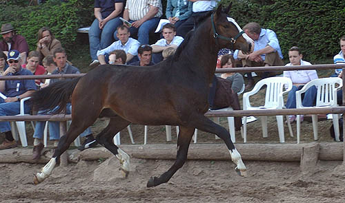 Zweijhriger Hengst von Alter Fritz u.d. Pr.St. Guendalina v. Red Patrick xx