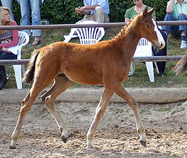 Hengstfohlen von Shavalou u.d. Guendalina v. Red Patrick xx