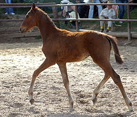 Hengstfohlen von Shavalou u.d. Guendalina v. Red Patrick xx