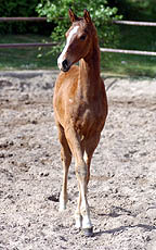 Hengstfohlen von Shavalou u.d. Guendalina v. Red Patrick xx