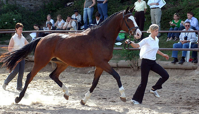 Guendita - 3jhrige Stute von Alter Fritz u.d. Pr.St. Guendalina v. Red Patrick xx