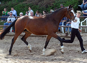 Guendita - 3jhrige Stute v. Alter Fritz u.d. Pr.St. Guendalina v. Red Patrick xx