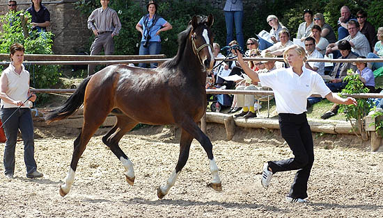 Trakehner Jhrlingshengst von Freudenfest u.d. Schwalbenflair v. Exclusiv