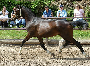 Colt by Freudenfest out of Schwalbenflair by Exclusiv, Trakehner Gestt Hmelschenburg