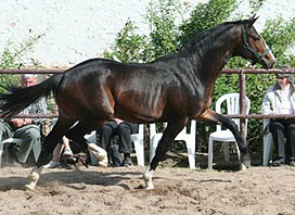 Dunkelbrauner Trakehner von Alter Fritz u.d. Guendalina v. Red Patrick xx , Foto: Karsten Ltteken