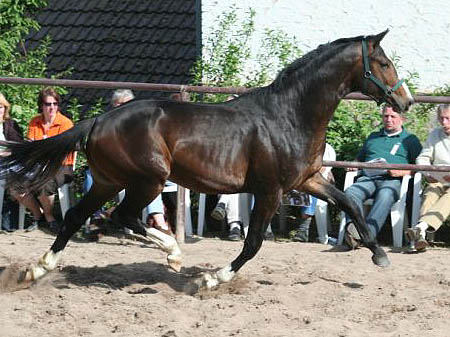 Zweijhriger Hengst von Alter Fritz u.d. Pr.St. Guendalina v. Red Patrick xx, Foto: Karsten Ltteken