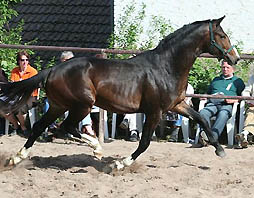 Dunkelbrauner Trakehner von Alter Fritz u.d. Guendalina v. Red Patrick xx , Foto: Karsten Ltteken