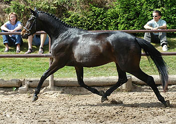Sacre du printemps - 3years old mare by Freudenfest - Kostolany - Upan la Jarthe AA