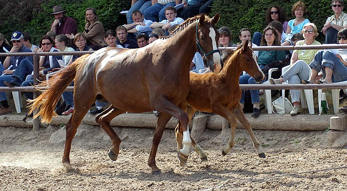 Trakehner Prmienstute Klassic von Freudenfest u.d. Kassuben v. Enrico Caruso - mit Stutfohlen v. Exclusiv, Zchter: Trakehner Gestt Hmelschenburg Beate Langels