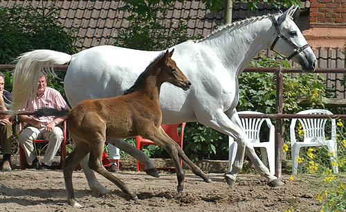 Thirza (20jhrig) by Karon - with her Filly TEATIME by Summertime, Foto: Beate Langels Gestt Hmelschenburg