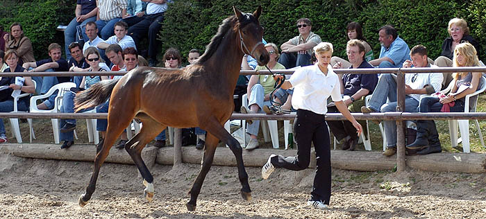 Colt by Summertime out of Erina by Caprimond out of Elitemare Etana by Falke