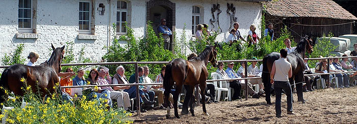 Drei Jhrlingshengste von Summertime - Vererbungsstudien