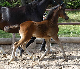 Trakehner Hengstfohlen von Summertime u.d. Greta Garbo v. Alter Fritz u.d. Elitestute Gloriette v. Kostolany