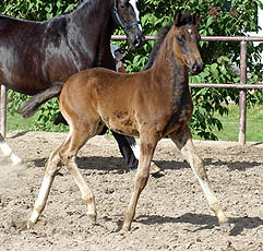 Trakehner Hengstfohlen von Summertime u.d. Greta Garbo v. Alter Fritz u.d. Elitestute Gloriette v. Kostolany