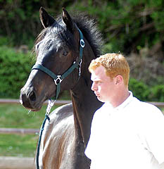 2-year old Trakehner by Summertime out of Greta Garbo by Alter Fritz