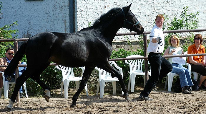 2year old Trakehner by Summertime out of Champion-Mare Greta Garbo by Alter Fritz