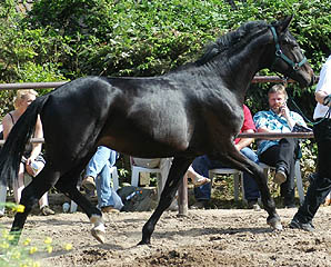 2-year old Trakehner by Summertime out of Champion-Mare Greta Garbo by Alter Fritz