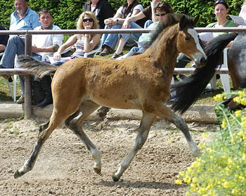 Schwalbenherzchen v. Freudenfest u.d. Schwalbenflair v. Exclusiv