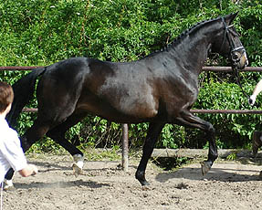 3years old: Trakehner Gelding by Summertime out of Greta Garbo by Alter Fritz - Gestt Hmelschenburg