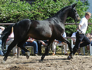 3years old: Trakehner Gelding by  Summertime out of  Greta Garbo by Alter Fritz, Gestt Hmelschenburg