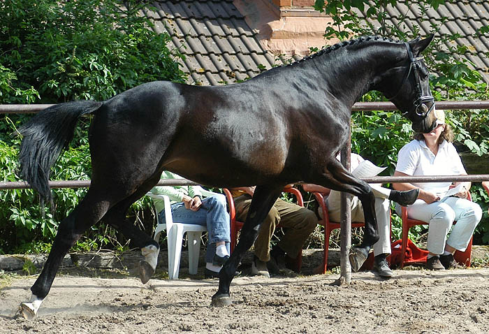 Golany: 3years old: Trakehner Gelding by  Summertime out of Greta Garbo by Alter Fritz