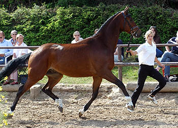 3year old Trakehner Gelding by Summertime out of Pr.St. Kalmar by Exclusiv