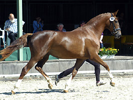 Kavalou by Shavalou - Reservechampion of the Trakehner Mare Selection 2010