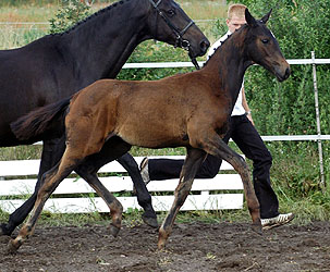 Trakehner Stutfohlen von Exclusiv u.d. Elitestute Sacre Noir v. Kostolany, Foto: Beate Langels - Gestt Hmelschenburg