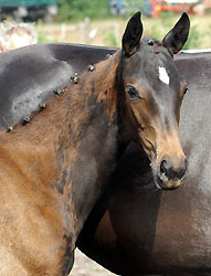 Trakehner Stutfohlen von Exclusiv u.d. Elitestute Sacre Noir v. Kostolany, Foto: Beate Langels - Gestt Hmelschenburg