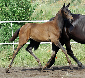 Trakehner Stutfohlen von Exclusiv u.d. Elitestute Sacre Noir v. Kostolany, Foto: Beate Langels - Gestt Hmelschenburg 