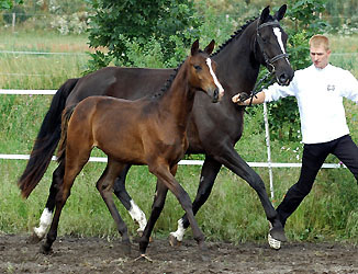 Trakehner Fohlen von Freudenfest u.d. Pr.St. Grace Note v. Alter Fritz, Foto: Beate Langels - Gestt Hmelschenburg