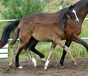  Trakehner Stutfohlen von Alter Fritz u.d. Elitestute Gloriette v. Kostolany, Foto: Beate Langels - Gestt Hmelschenburg 