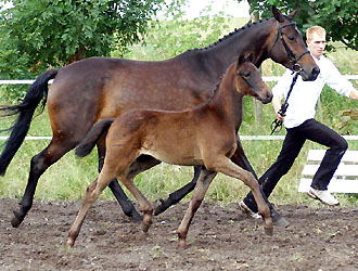 Trakehner Stutfohlen von Hofrat u.d. Nakada v. Tambour, Foto: Beate Langels Gestt Hmelschenburg