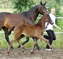 Trakehner Stutfohlen von Hofrat u.d. Nakada v. Tambour, Foto: Beate Langels Gestt Hmelschenburg