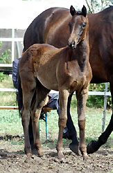 Trakehner Stutfohlen von Hofrat u.d. Nakada v. Tambour, Foto: Beate Langels Gestt Hmelschenburg