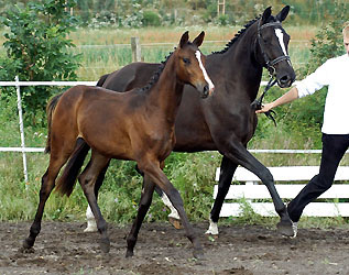  Trakehner Fohlen von Freudenfest u.d. Pr.St. Grace Note v. Alter Fritz, Foto: Beate Langels - Gestt Hmelschenburg