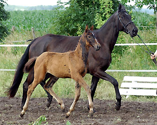 Trakehner Stutfohlen von Exclusiv u.d. Kaiserzeit v. Summertime, Foto: Beate Langels Gestt Hmelschenburg