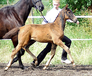  Trakehner Stutfohlen von Exclusiv u.d. Kaiserzeit v. Summertime, Foto: Beate Langels Gestt Hmelschenburg 