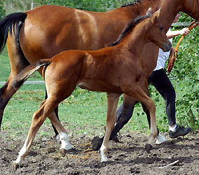 Trakehner Hengstfohlen von Exclusiv u.d. Kalidah Jamal, Foto: Beate Langels Gestt Hmelschenburg