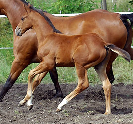 Trakehner Hengstfohlen von Exclusiv u.d. Kalidah Jamal, Foto: Beate Langels Gestt Hmelschenburg