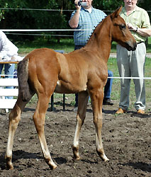 Trakehner Hengstfohlen von Polarion u.d. Valetta v. Manhatten, Foto: Beate Langels Gestt Hmelschenburg