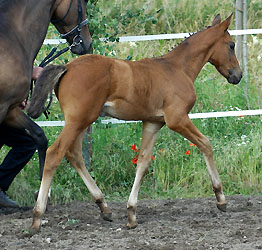 Trakehner Hengstfohlen von Polarion u.d. Valetta v. Manhatten, Foto: Beate Langels Gestt Hmelschenburg